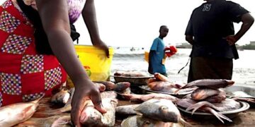 TOGO: La filière poisson cherche 20 milliards pour produire 30.286 tonnes en 5 ans
