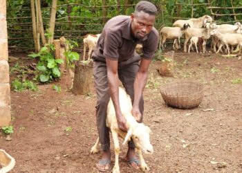 L’AFD finance le projet « Des éleveurs aux consommateurs »