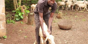 L’AFD finance le projet « Des éleveurs aux consommateurs »